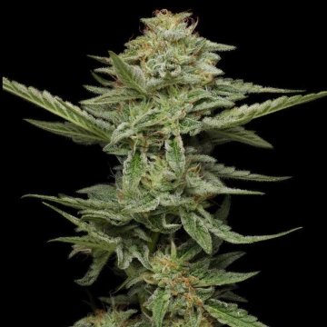 PISTACHIO Feminized cannabis flower bud by Humboldt Seed Company
