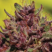 Purple Mountain Majesty Feminized cannabis flower bud by Humboldt Seed Company