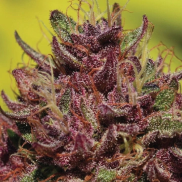 Purple Mountain Majesty Feminized cannabis flower bud by Humboldt Seed Company