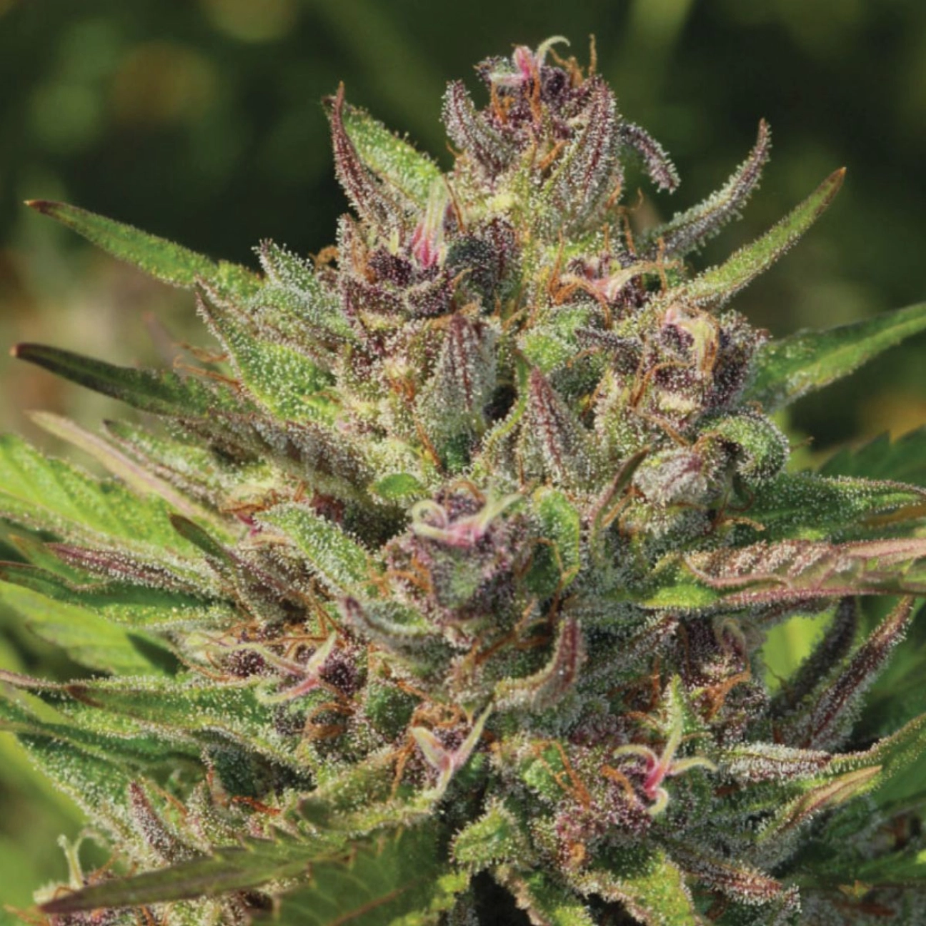 P.P.D – Humboldt Seed Company – Feminized