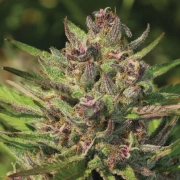 P.P.D Feminized cannabis flower bud by Humboldt Seed Company