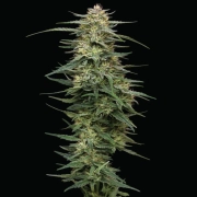 RASPBERRY PARFAIT Feminized cannabis flower bud by Humboldt Seed Company