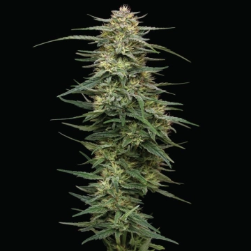 RASPBERRY PARFAIT Feminized cannabis flower bud by Humboldt Seed Company