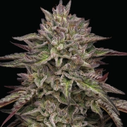 ROYAL HIGHNESS Feminized cannabis flower bud by Humboldt Seed Company