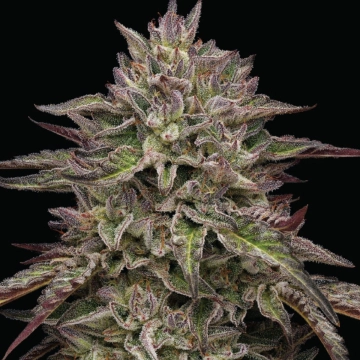 ROYAL HIGHNESS Feminized cannabis flower bud by Humboldt Seed Company