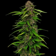 SQUIRT Feminized cannabis flower bud by Humboldt Seed Company