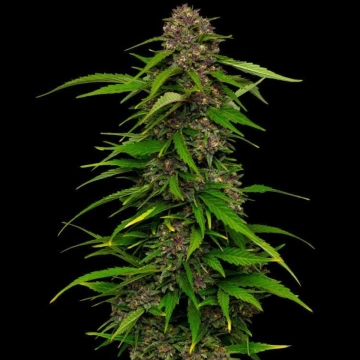 SQUIRT Feminized cannabis flower bud by Humboldt Seed Company
