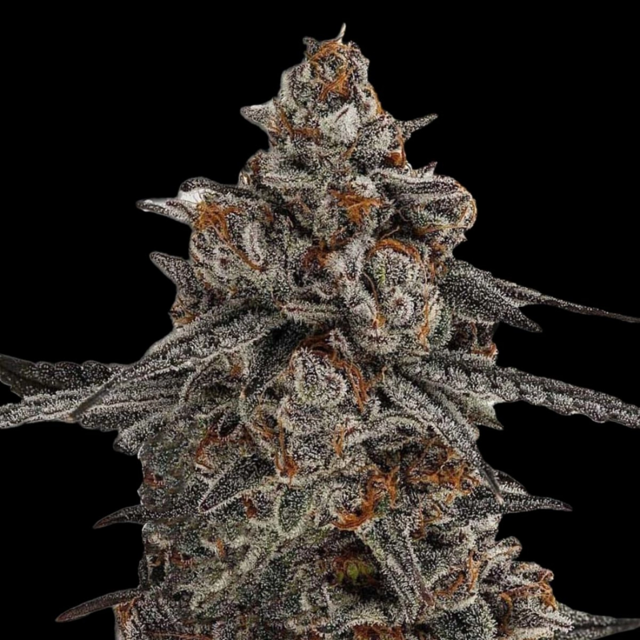 Oreoz x Orange Punch – Terp Treez Co – Feminized