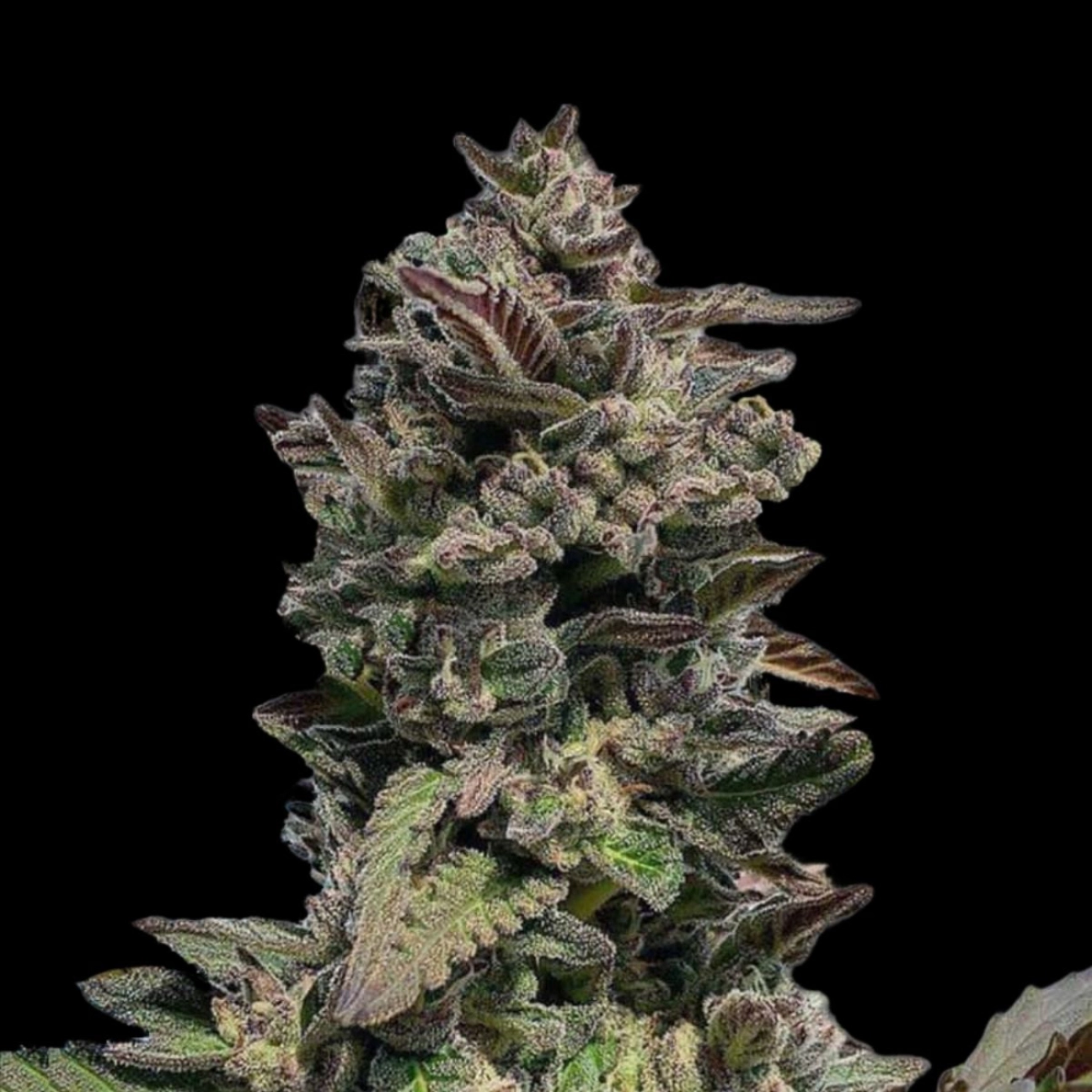 Auto Forbidden Mints – Terp Treez Co – Autoflowering