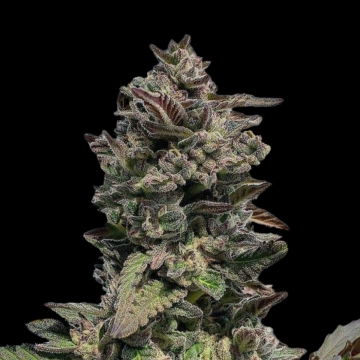 Auto Forbidden Mints Autoflowering cannabis flower bud by Terp Treez Co