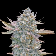 Lemon Zushi Feminized cannabis flower bud by Terp Treez Co