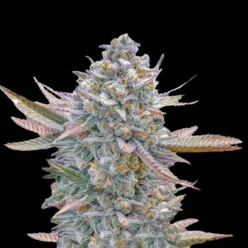 Lemon Zushi Feminized cannabis flower bud by Terp Treez Co