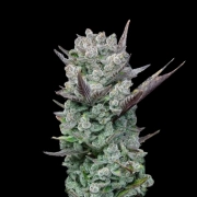 Blue Nerdz Feminized cannabis flower bud by Terp Treez Co