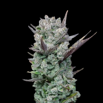 Blue Nerdz Feminized cannabis flower bud by Terp Treez Co