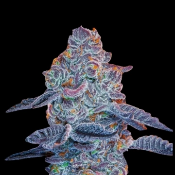 Blue Pancakes S1 Feminized cannabis flower bud by Terp Treez Co