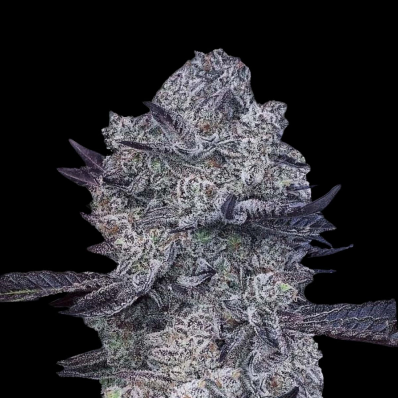 Zoap #39 – Terp Treez Co – Feminized