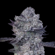 Zoap #39 Feminized cannabis flower bud by Terp Treez Co