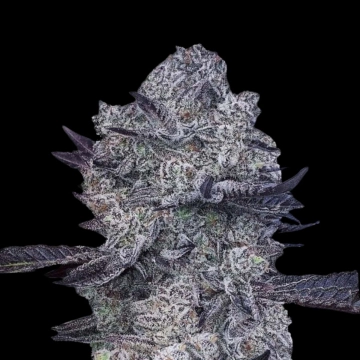 Zoap #39 Feminized cannabis flower bud by Terp Treez Co