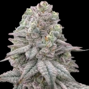 Znapple Fritter Feminized cannabis flower bud by Terp Treez Co