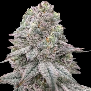 Znapple Fritter Feminized cannabis flower bud by Terp Treez Co