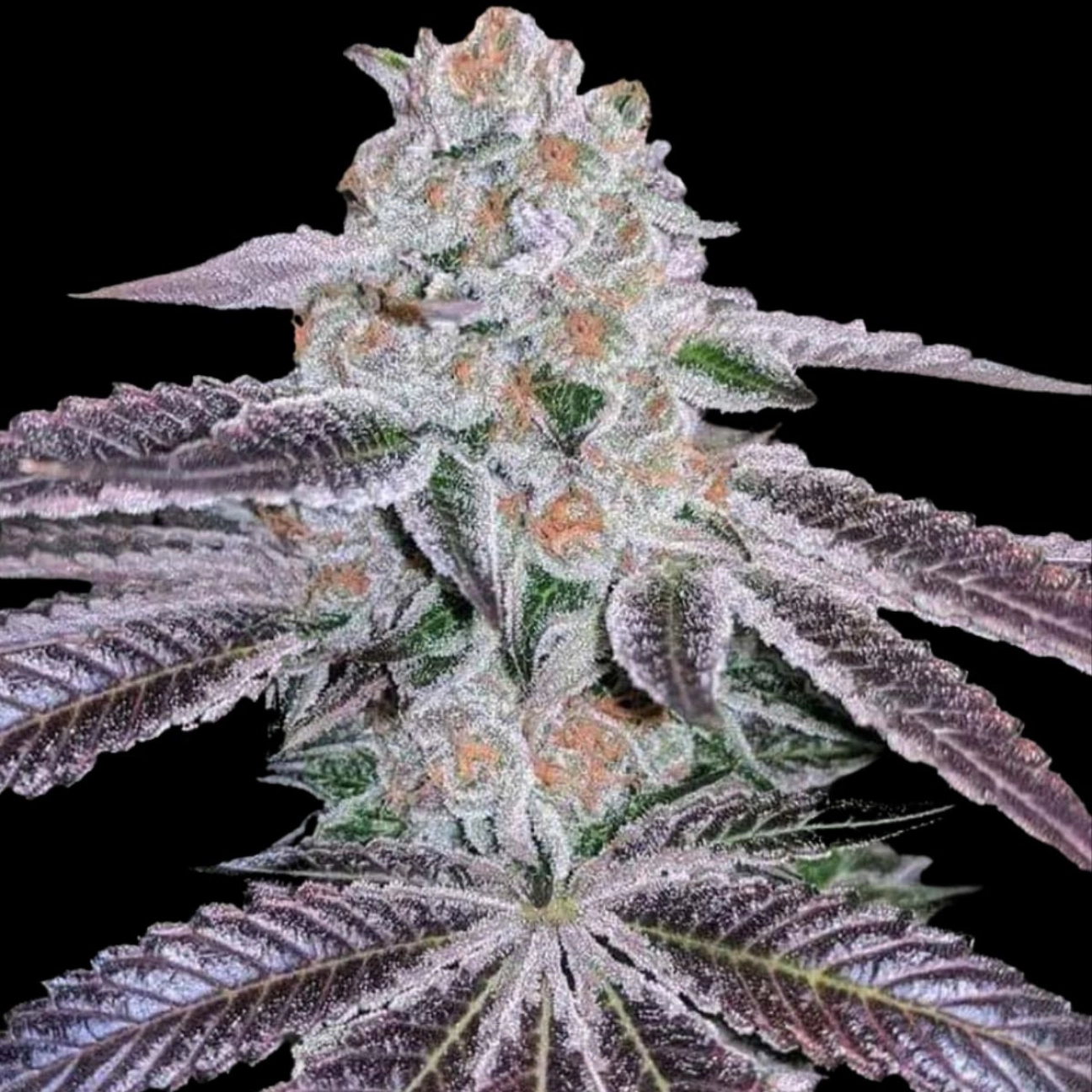 Pink Apple Tartz – Terp Treez Co – Feminized