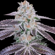 Pink Apple Tartz Feminized cannabis flower bud by Terp Treez Co