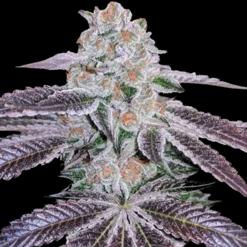 Pink Apple Tartz Feminized cannabis flower bud by Terp Treez Co