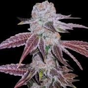 Melon Drip Feminized cannabis flower bud by Terp Treez Co