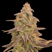 Bizcoff Feminized cannabis flower bud by Terp Treez Co