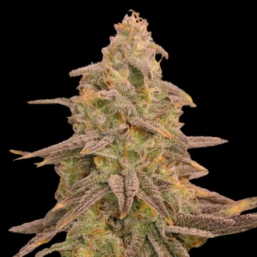 Bizcoff Feminized cannabis flower bud by Terp Treez Co
