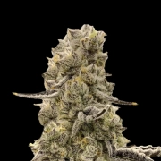 Mochi Mints Feminized cannabis flower bud by Terp Treez Co