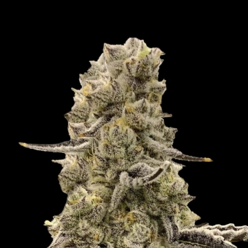 Mochi Mints Feminized cannabis flower bud by Terp Treez Co