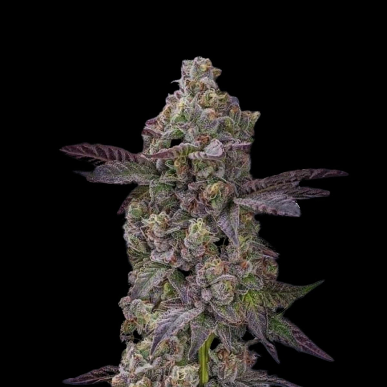 Auto Tre Lime Sorbetto – Terp Treez Co – Autoflowering