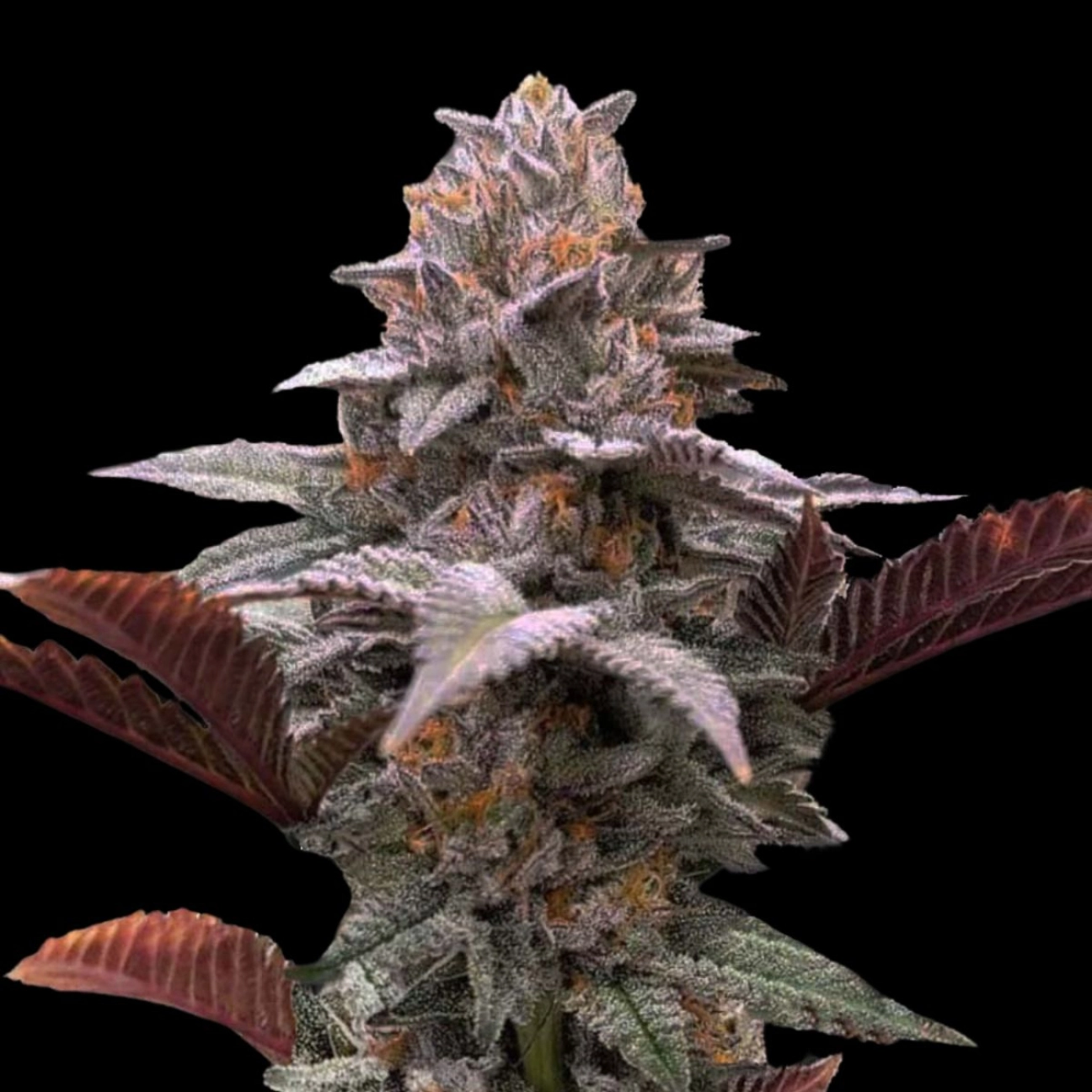 Auto Oreoz x Orange Punch – Terp Treez Co – Autoflowering