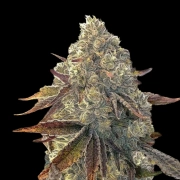 Auto Bacio Gelati Autoflowering cannabis flower bud by Terp Treez Co