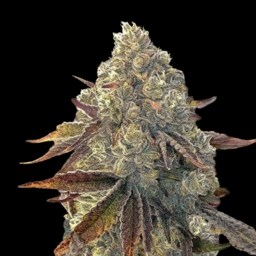 Auto Bacio Gelati Autoflowering cannabis flower bud by Terp Treez Co