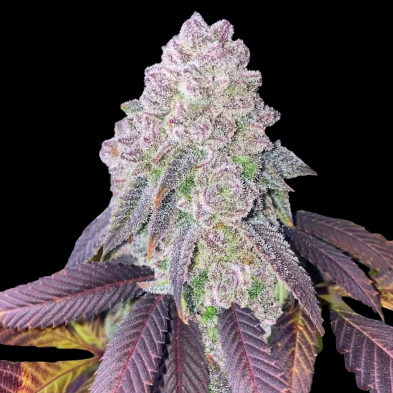 RS-11 Feminized – Terp Treez Co – Feminized