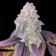 RS-11 Feminized Feminized cannabis flower bud by Terp Treez Co