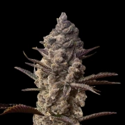 Ice Kreme Cake Feminized cannabis flower bud by Terp Treez Co