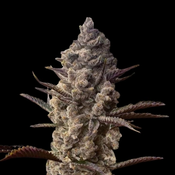 Ice Kreme Cake Feminized cannabis flower bud by Terp Treez Co