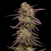 Cob Salad Feminized cannabis flower bud by Humboldt Seed Company
