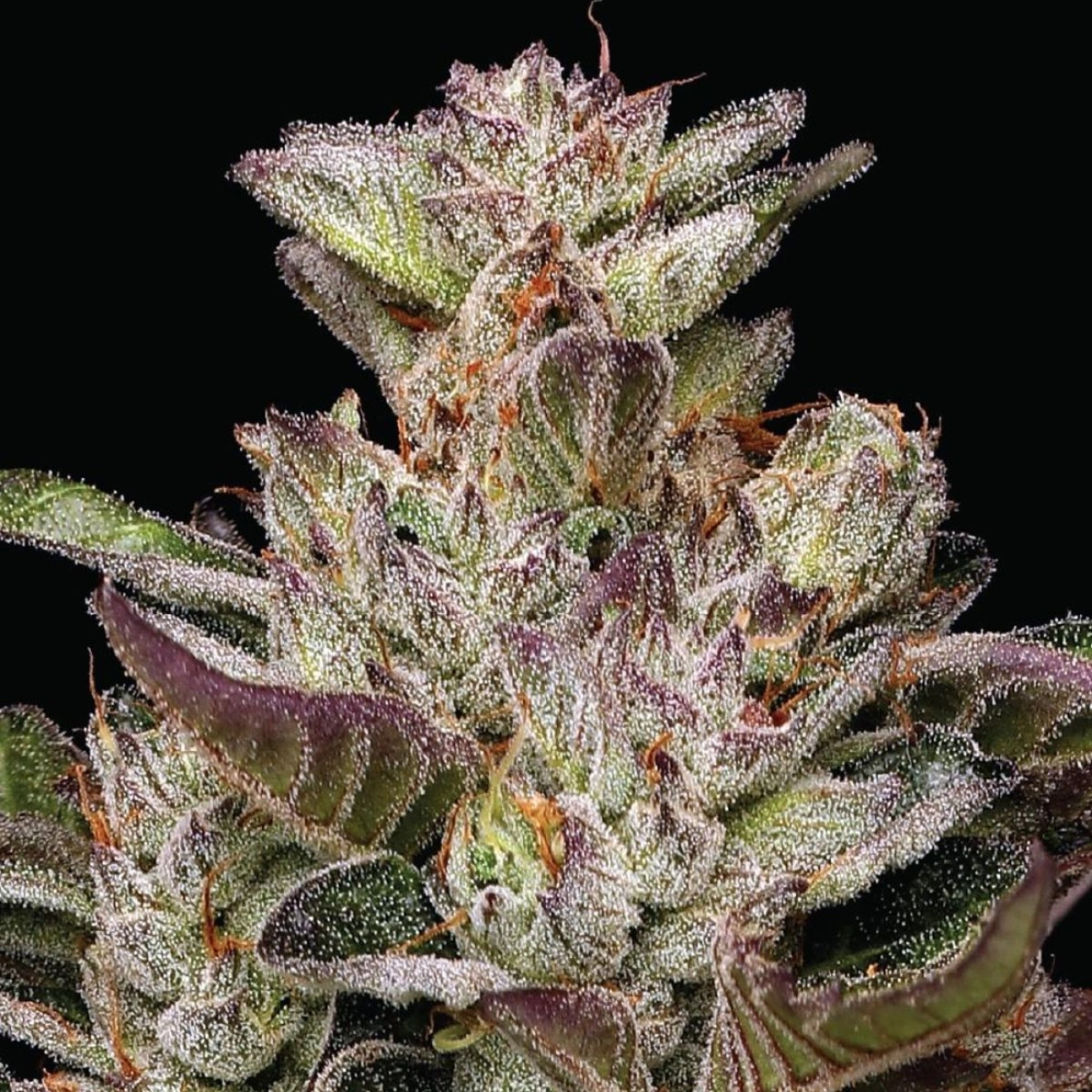 Donutz Feminized – Humboldt Seed Company – Feminized