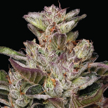 Donutz Feminized Feminized cannabis flower bud by Humboldt Seed Company