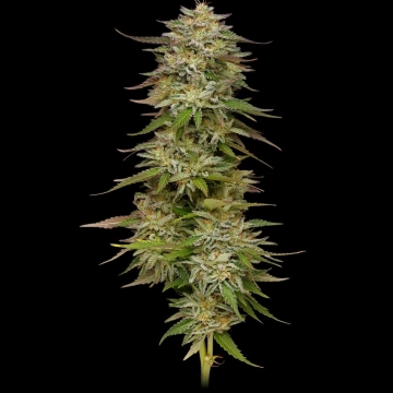 Golden Sands Feminized cannabis flower bud by Humboldt Seed Company