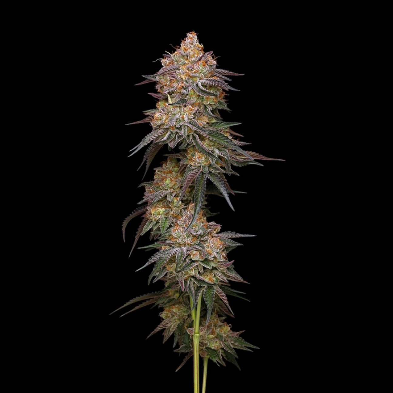 Granny Candy – Humboldt Seed Company – Feminized