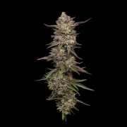 Guzzlerz Feminized cannabis flower bud by Humboldt Seed Company