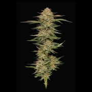 Orange Creampop Feminized cannabis flower bud by Humboldt Seed Company