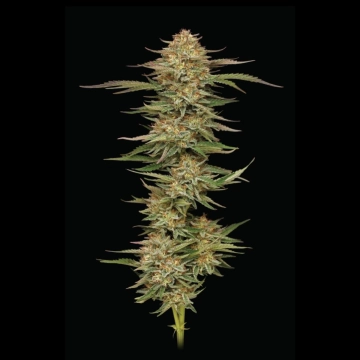 Orange Creampop Feminized cannabis flower bud by Humboldt Seed Company