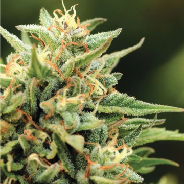 CALIFORNIA SOUR DIESEL Feminized cannabis flower bud by Humboldt Seed Company