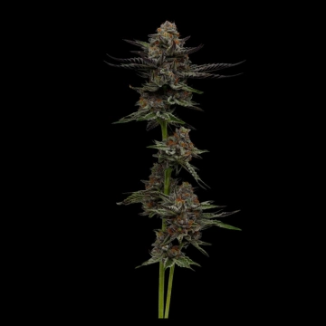 VANILLA CRÉME PIE Feminized cannabis flower bud by Humboldt Seed Company
